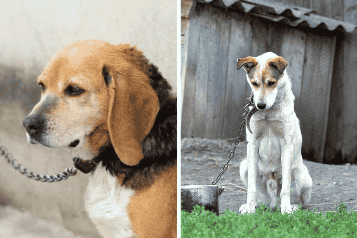 Is It Illegal to Leave Your Pet Chained Outside in New Jersey Here's What the Law Says
