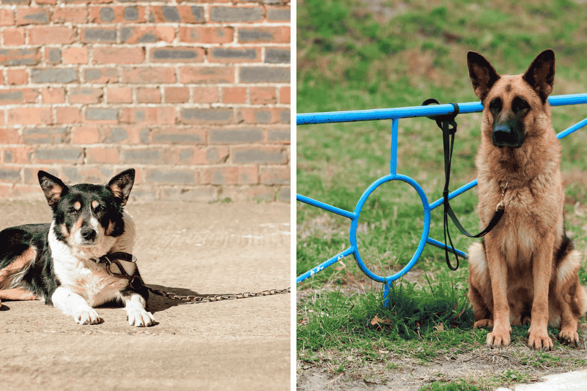 Is It Illegal to Leave Your Pet Chained Outside in Oklahoma Here's What the Law Says