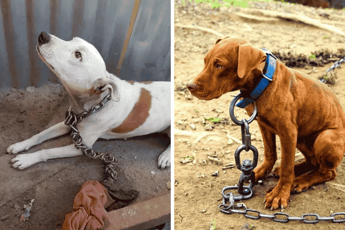 Is It Illegal to Leave Your Pet Chained Outside in Oregon Here's What the Law Says