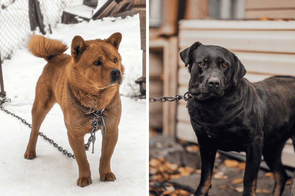 Is It Illegal to Leave Your Pet Chained Outside in South Carolina Here's What the Law Says