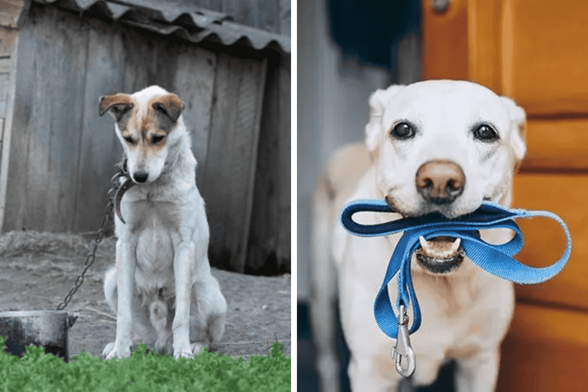 Is It Illegal to Leave Your Pet Chained Outside in Utah Here's What the Law Says