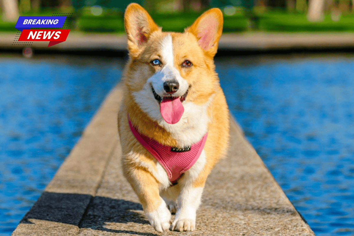 Playful and Loving Dogs Available for Adoption in Thibodaux