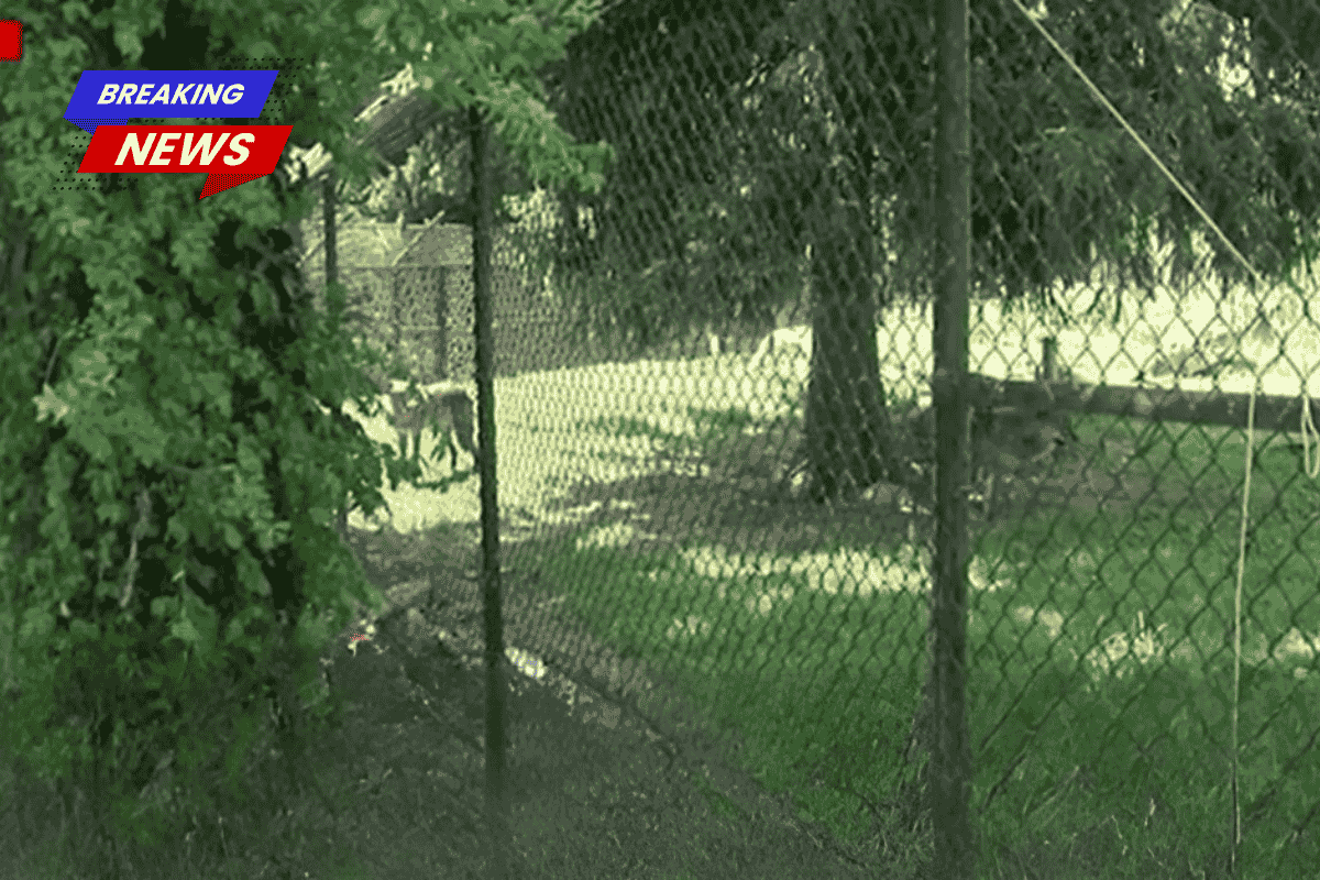 Police say a 17-month-old stuck his hand into a wolf enclosure while his parents were 'paying attention to their mobile phones 30 feet away