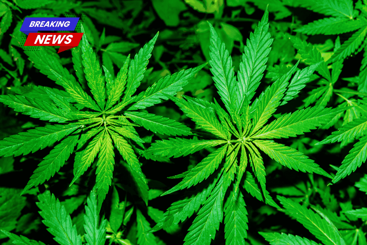 The unexpected ways cannabis may affect the ageing brain