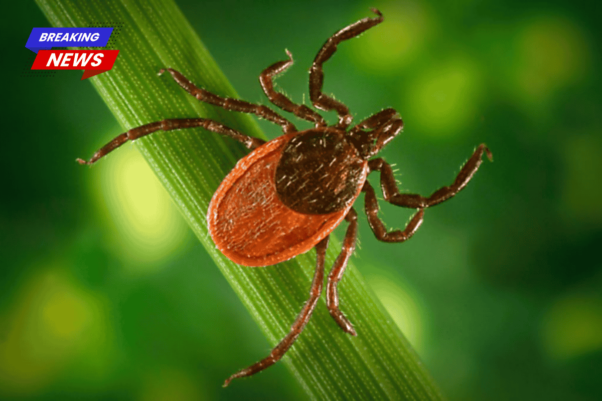 US doctors warn of a potentially terrible year for tick-borne diseases
