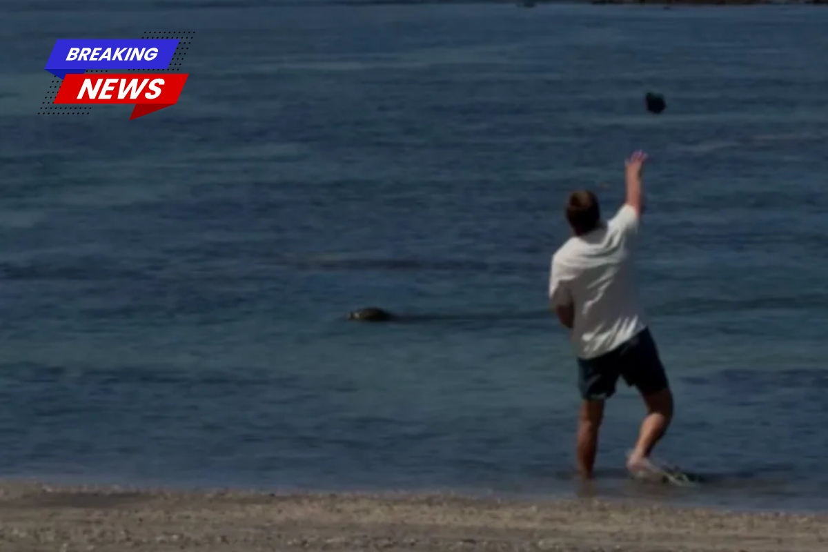 A man accused of throwing a rock at a rare seal was beaten, according to his lawyer