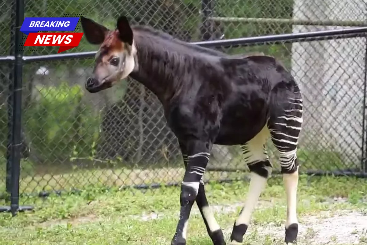 A super rare zebra-giraffe hybrid was born in New Orleans