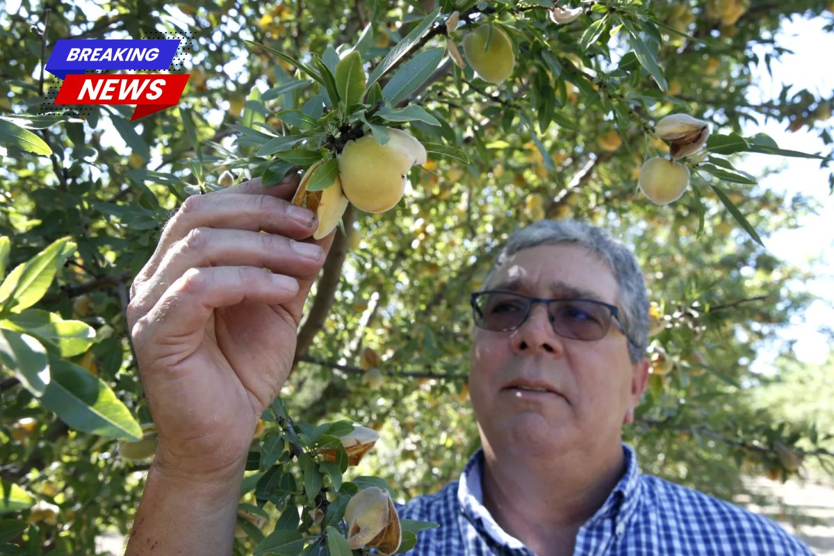 California farmers must destroy 420,000 peach trees after Del Monte Corporation closes its canneries and cancels over $550 million in long-term deals
