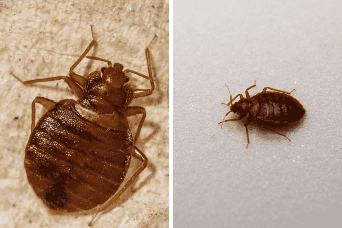 Insect Invasion 5 Arizona Cities Combatting Bed Bug Onslaught
