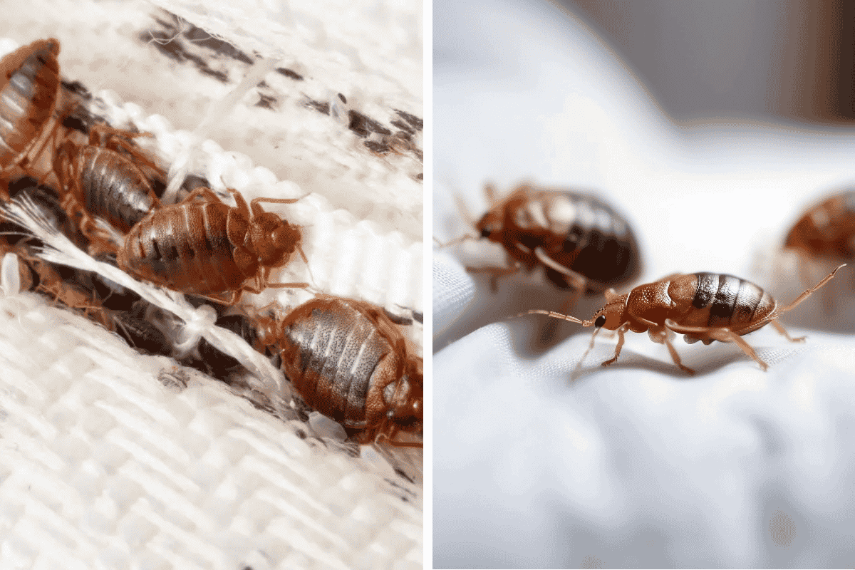 Insect Invasion 5 New York Cities Combatting Bed Bug Onslaught
