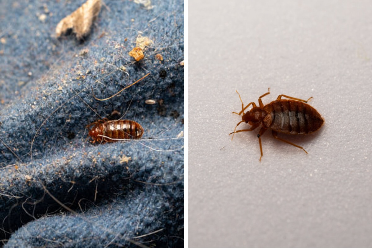 Insect Invasion 5 North Carolina Cities Combatting Bed Bug Onslaught