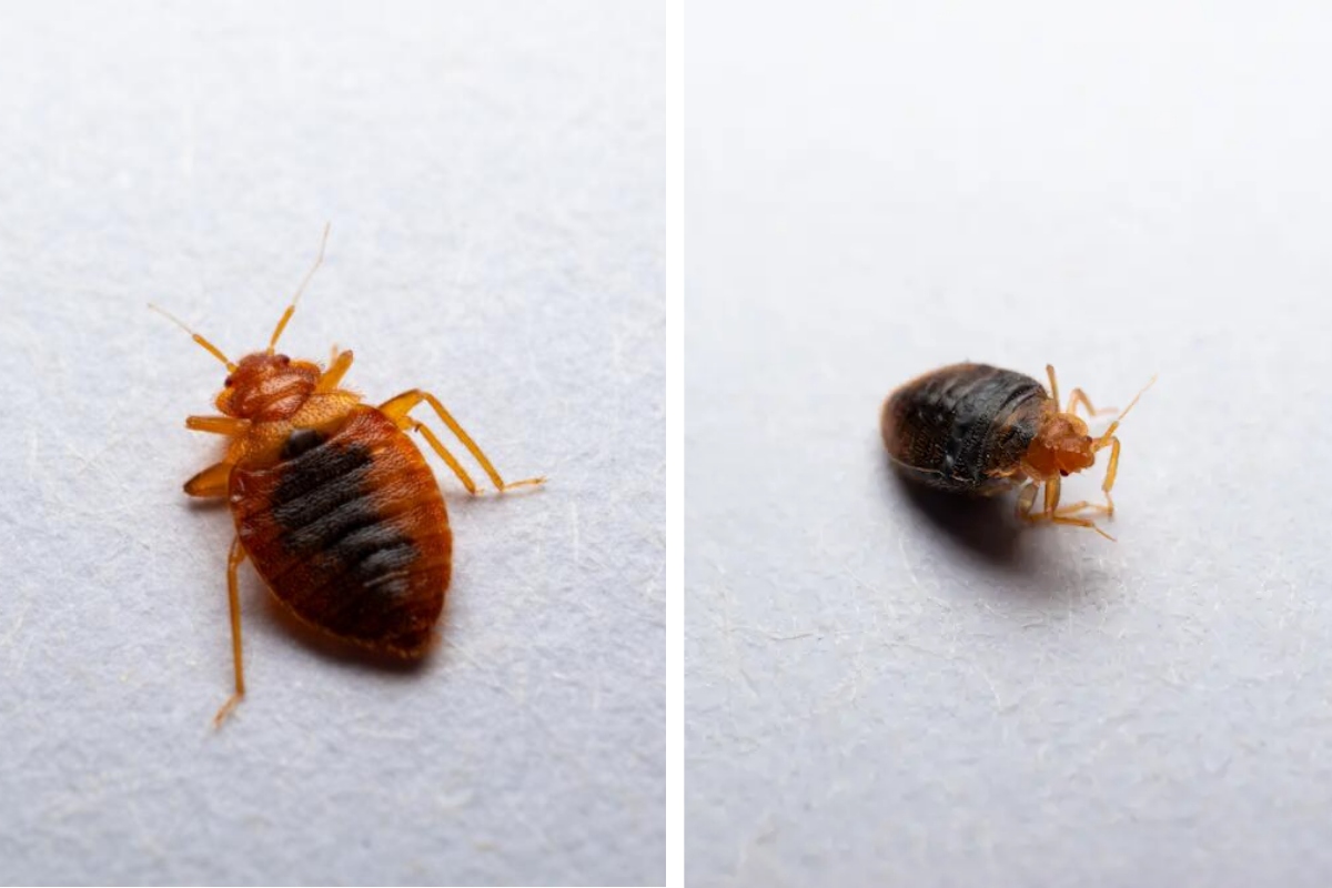 Insect Invasion 5 Ohio Cities Combatting Bed Bug Onslaught