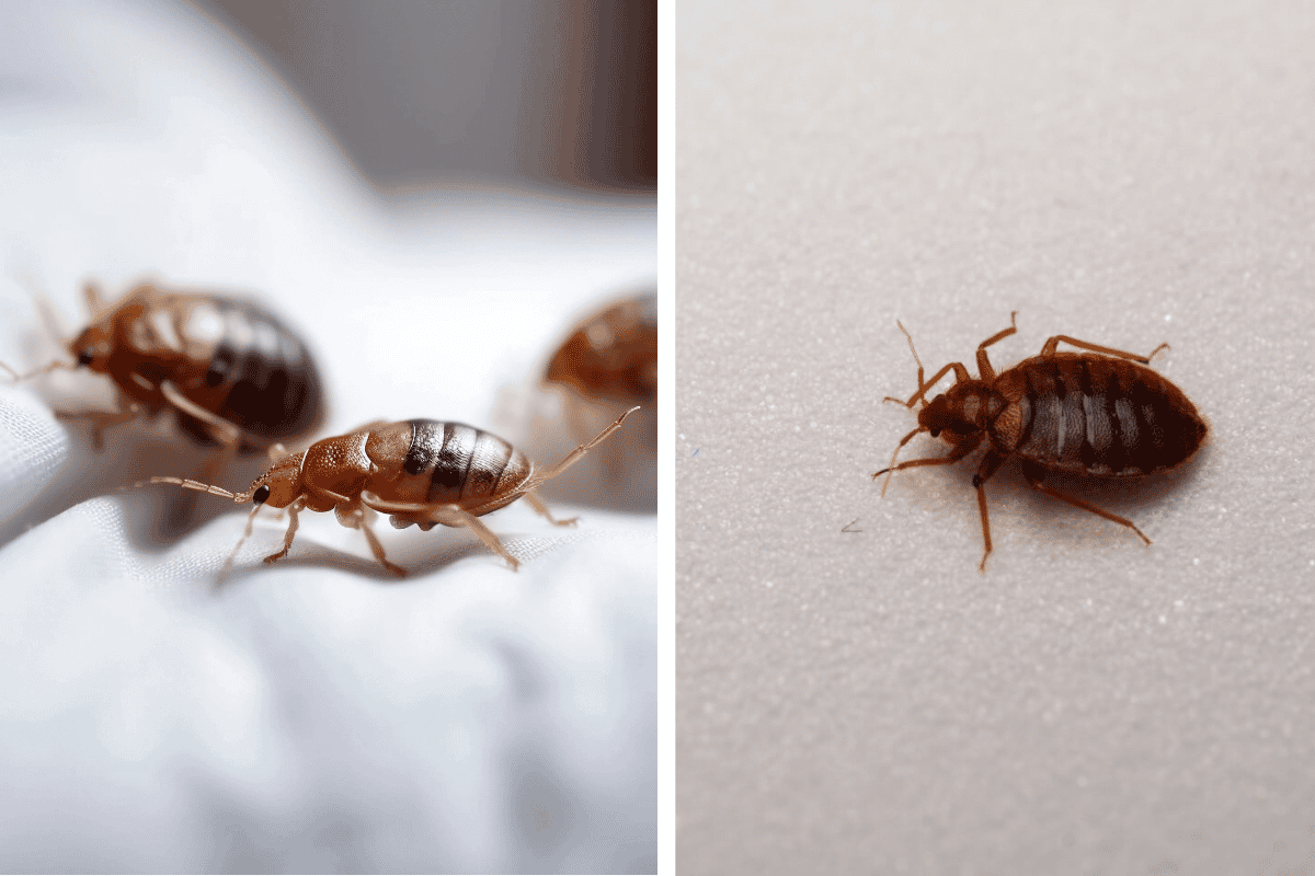 Insect Invasion 5 Pennsylvania Cities Combatting Bed Bug Onslaught