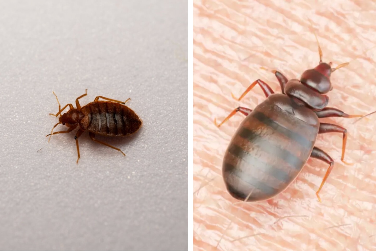 Insect Invasion 5 Tennessee Cities Combatting Bed Bug Onslaught