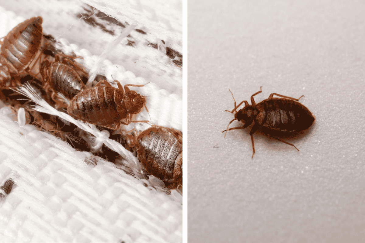 Insect Invasion 5 Texas Cities Combatting Bed Bug Onslaught