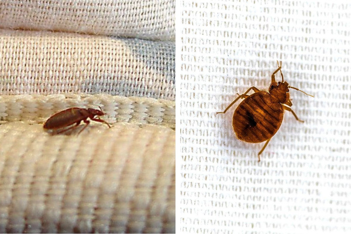 Insect Invasion 5 Washington Cities Combatting Bed Bug Onslaught