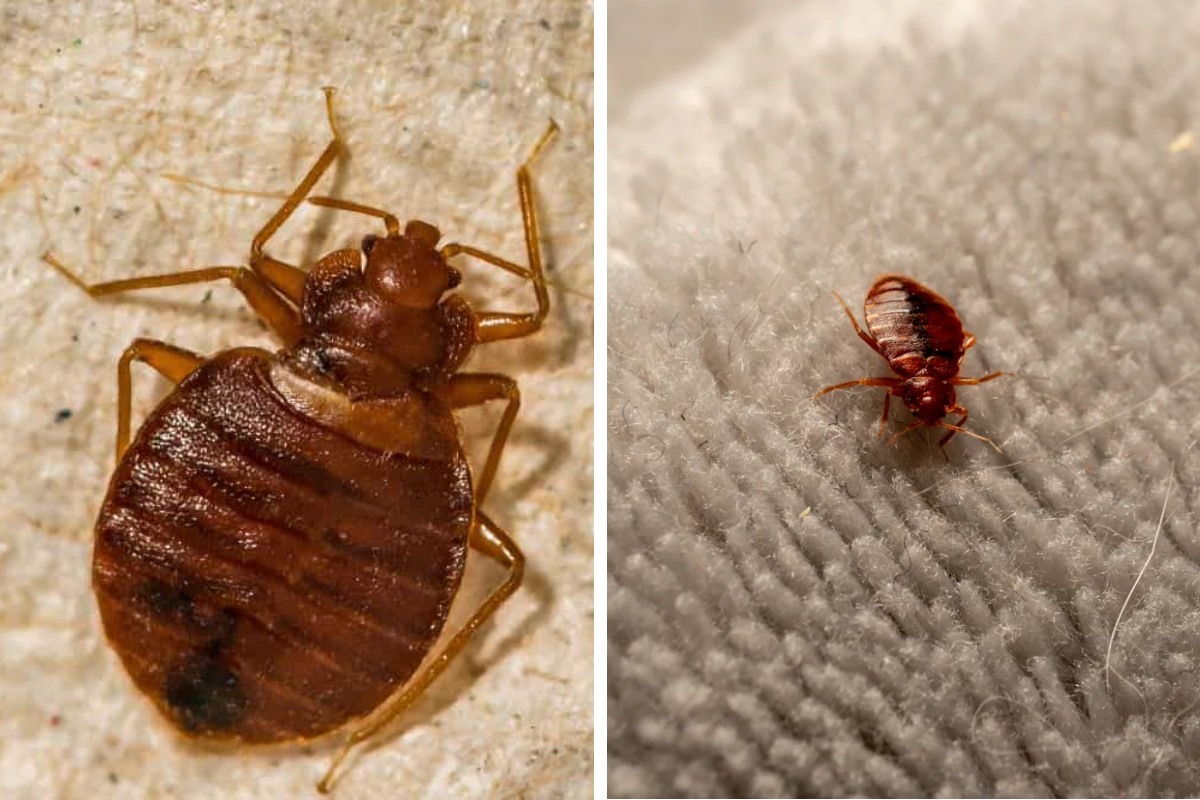 Insect Invasion 5 Wisconsin Cities Combatting Bed Bug Onslaught