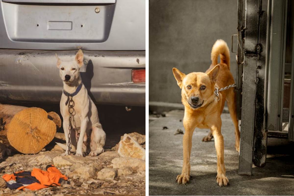 Is It Illegal to Leave Your Pet Chained Outside in Arizona Here's What the Law Says