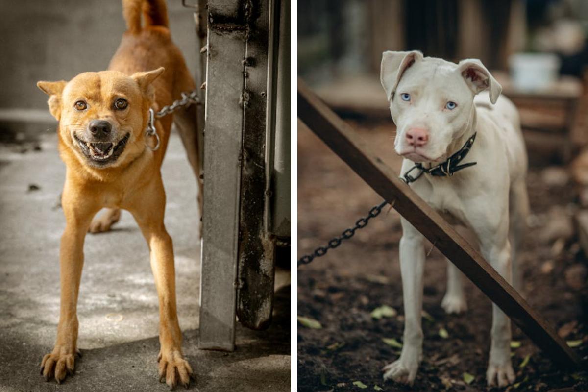 Is It Illegal to Leave Your Pet Chained Outside in California Here's What the Law Says