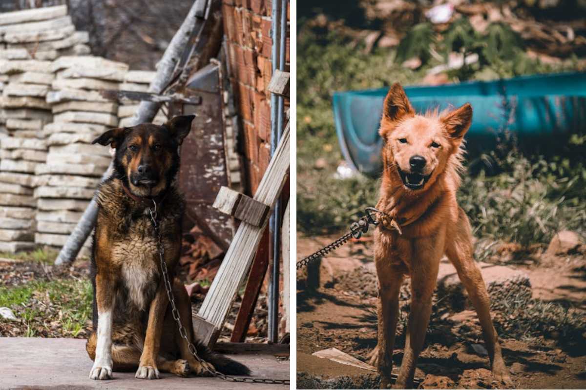 Is It Illegal to Leave Your Pet Chained Outside in Florida Here's What the Law Says