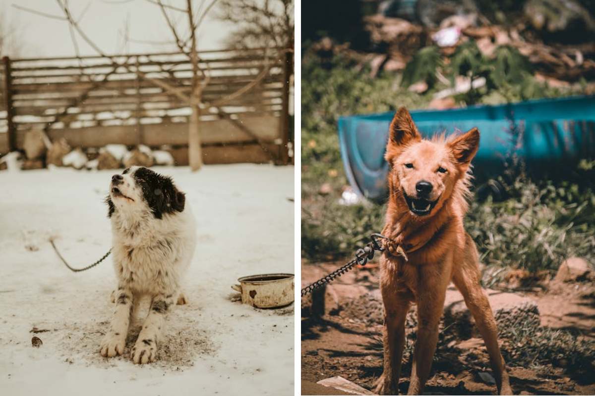 Is It Illegal to Leave Your Pet Chained Outside in Georgia Here's What the Law Says