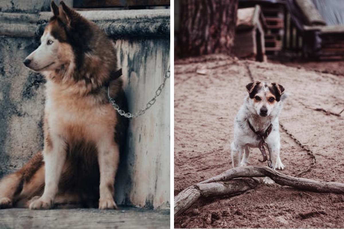 Is It Illegal to Leave Your Pet Chained Outside in Illinois Here's What the Law Says