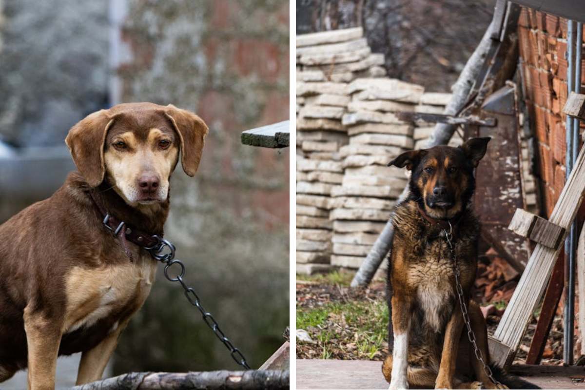 Is It Illegal to Leave Your Pet Chained Outside in Maryland Here's What the Law Says