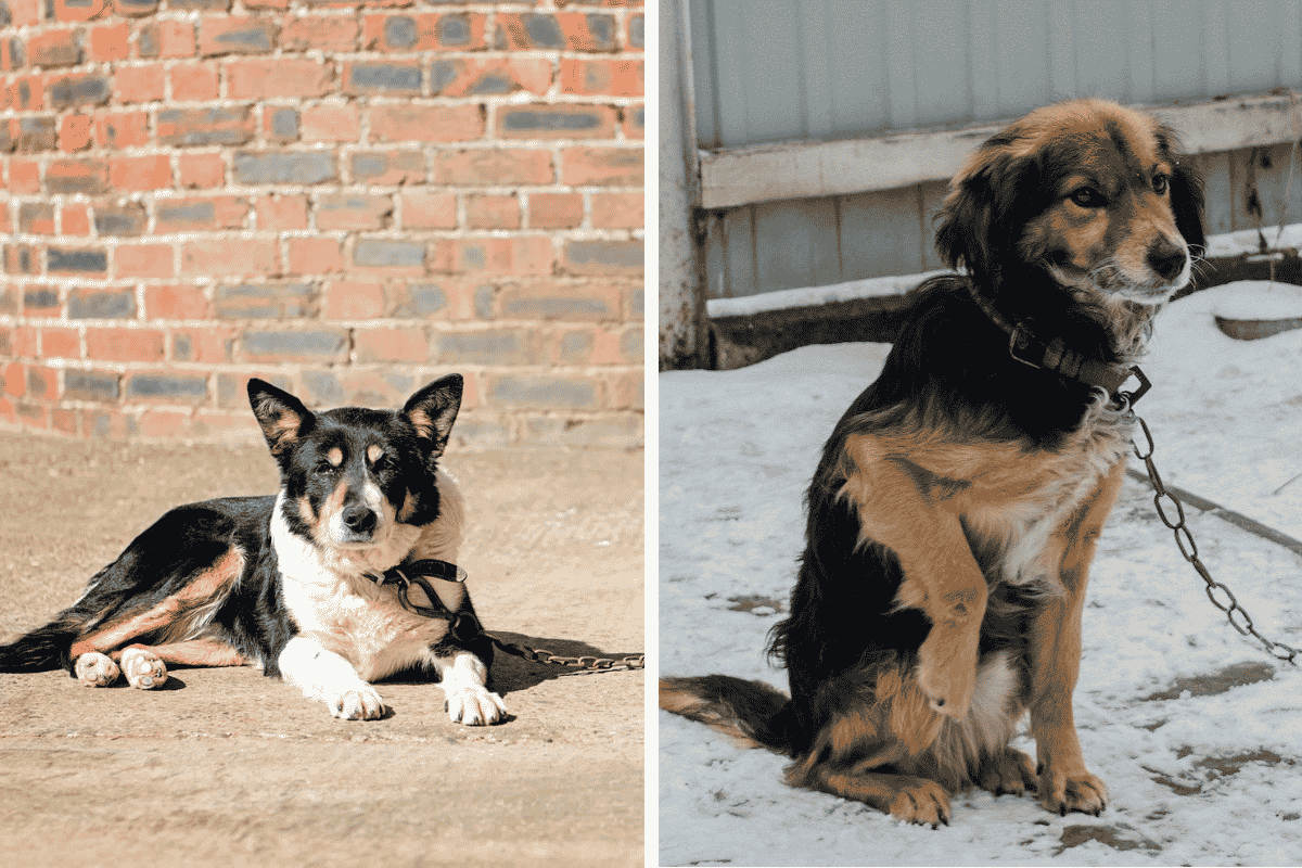 Is It Illegal to Leave Your Pet Chained Outside in Massachusetts Here's What the Law Says