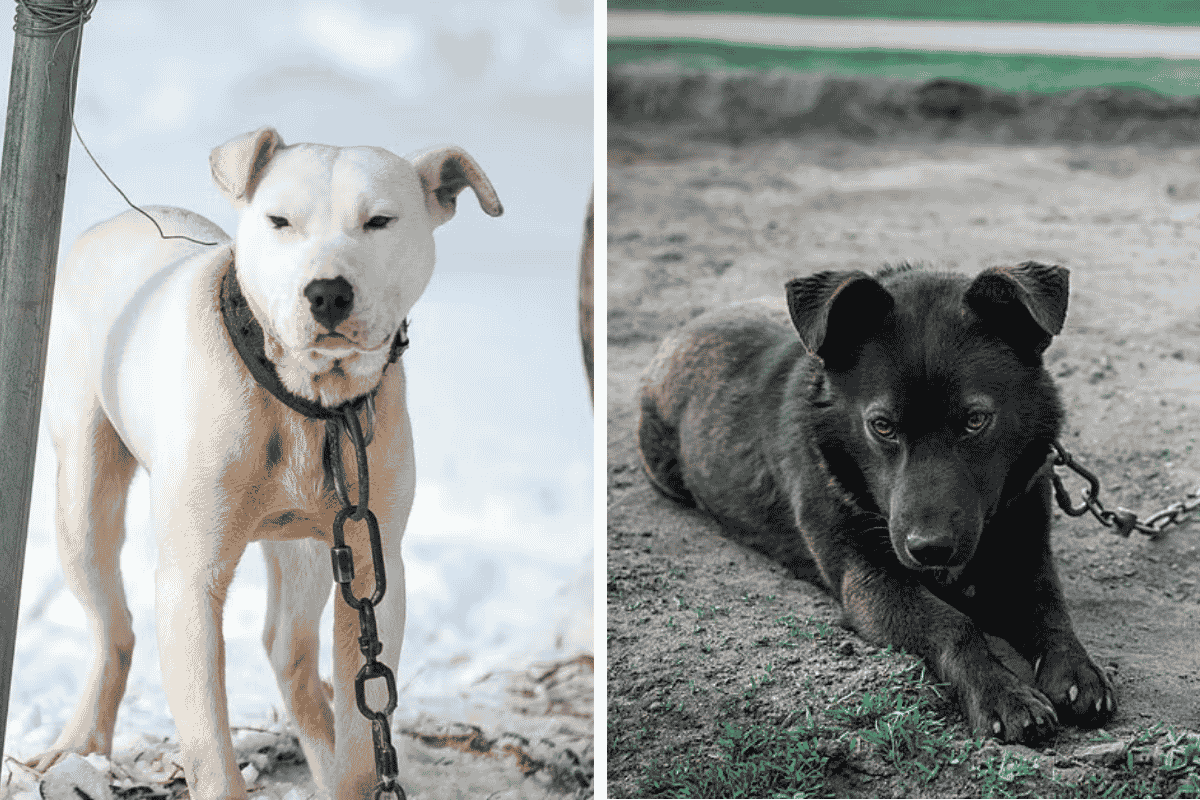 Is It Illegal to Leave Your Pet Chained Outside in Missouri Here's What the Law Says