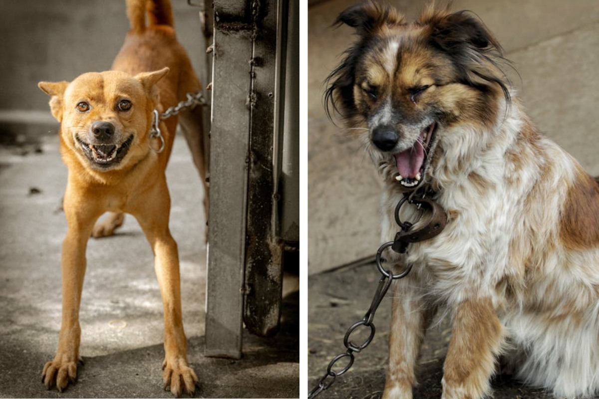 Is It Illegal to Leave Your Pet Chained Outside in Ohio Here's What the Law Says