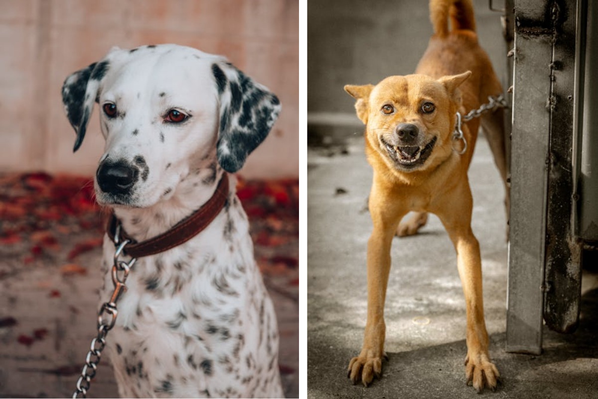 Is It Illegal to Leave Your Pet Chained Outside in Pennsylvania Here's What the Law Says