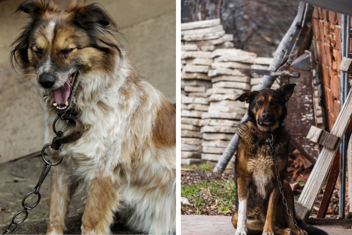 Is It Illegal to Leave Your Pet Chained Outside in Tennessee Here's What the Law Says