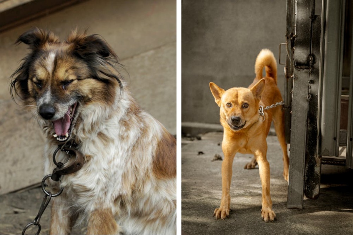 Is It Illegal to Leave Your Pet Chained Outside in Texas Here's What the Law Says