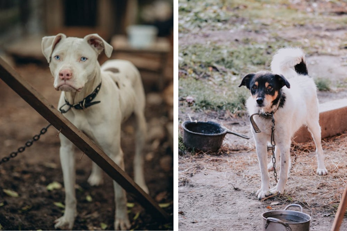 Is It Illegal to Leave Your Pet Chained Outside in Washington Here's What the Law Says