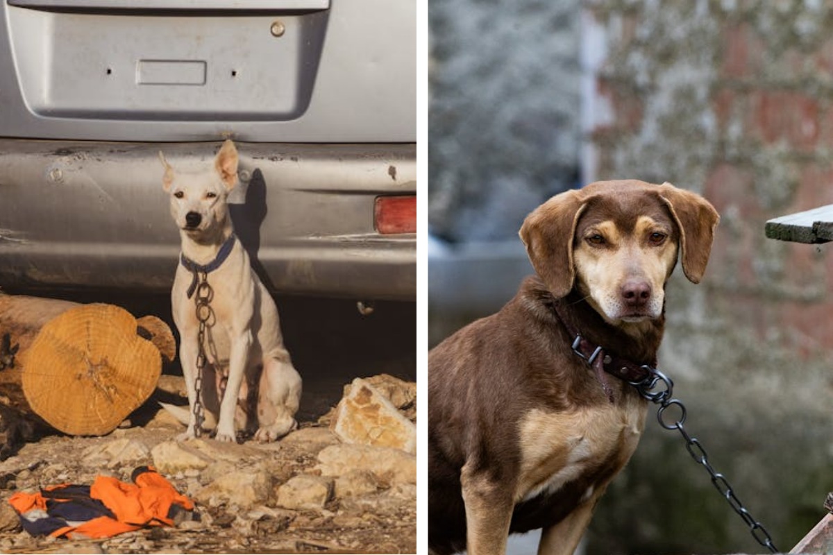 Is It Illegal to Leave Your Pet Chained Outside in Wisconsin Here's What the Law Says