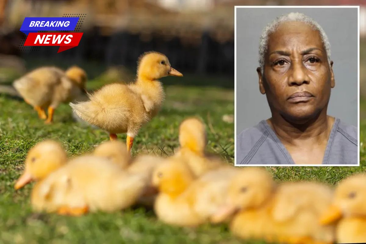 Police say a Florida woman runs over 11 baby ducklings'multiple times' before giving a heartless reason for their deaths
