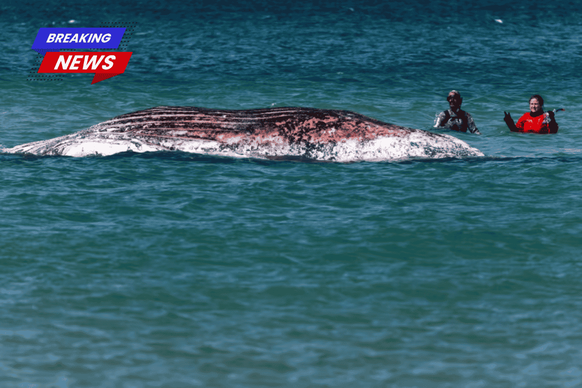 Timmy, the stranded humpback whale, was discovered dead off the Danish coast