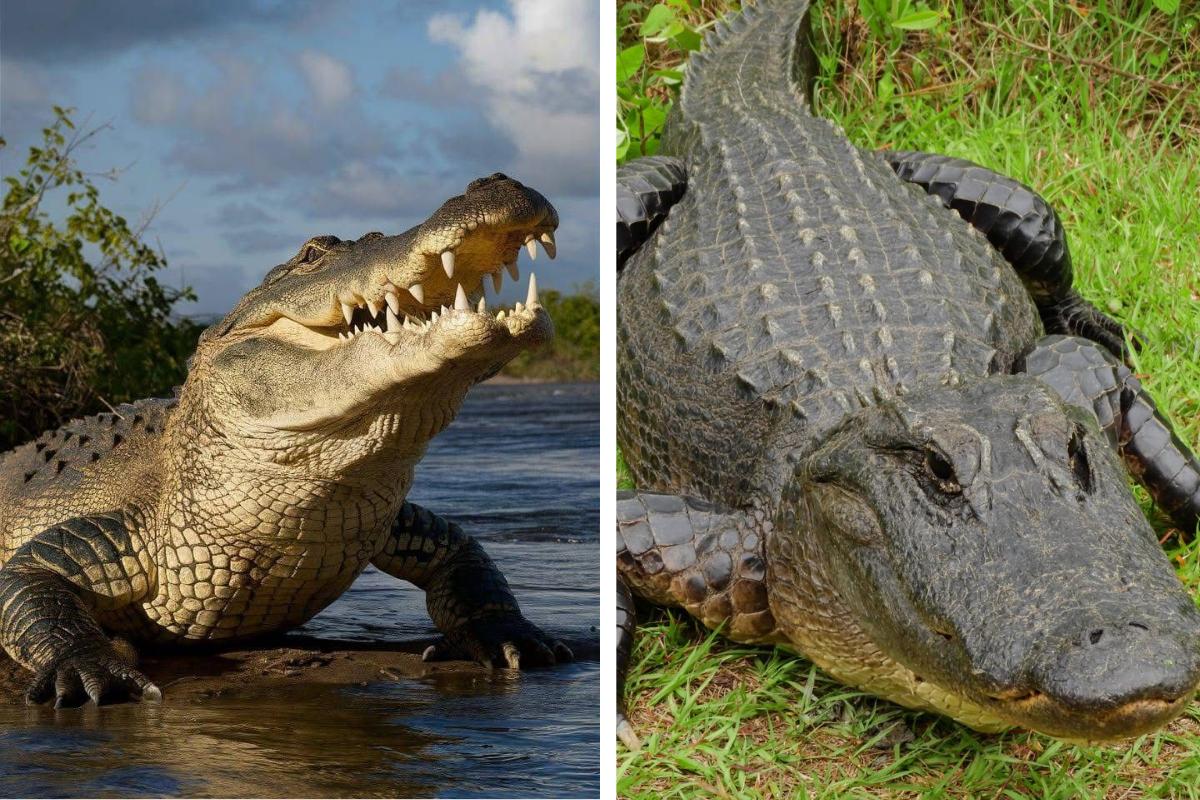 Alligator Hunting Season in Ohio What Hunters Need to Know