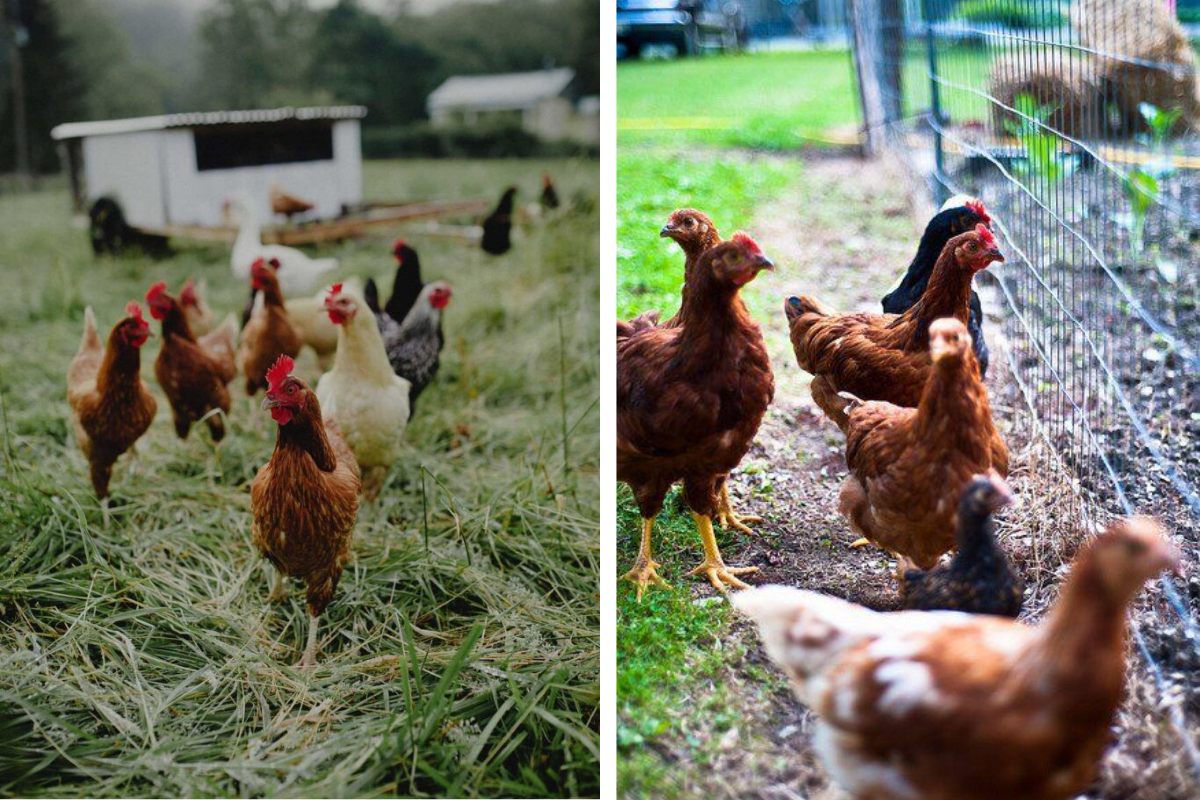 Backyard Chicken Laws in Alaska What Every Flock Owner Must Know