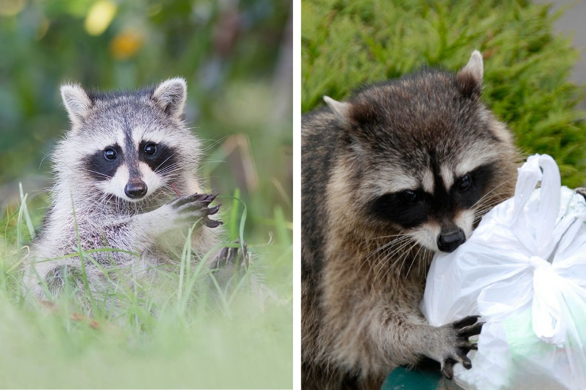 Can You Kill Raccoons in Alabama What the Law Actually Allows