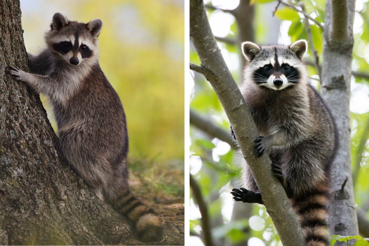 Can You Kill Raccoons in Wisconsin What the Law Actually Allows