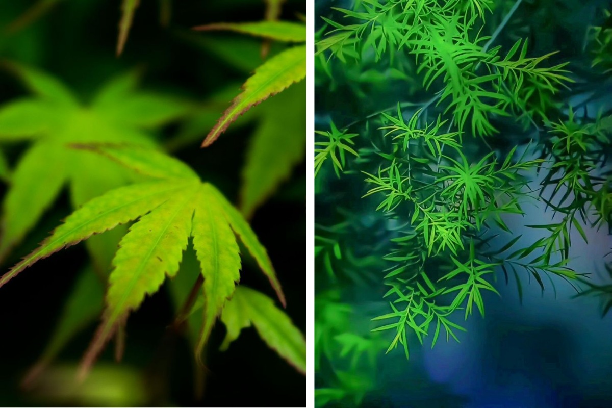 Can you bring legal weed from another state back to Washington Here's what to know