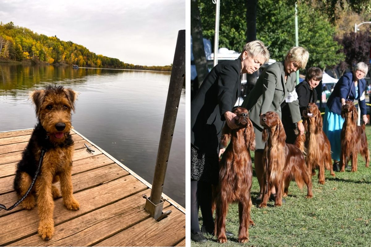 Dog Breeding Laws in Tennessee What Breeders Need to Know