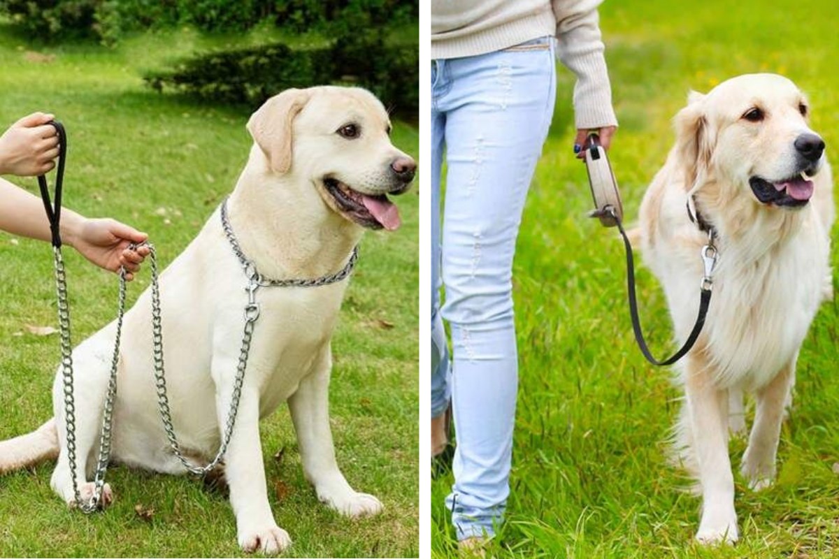 Dog Chaining Laws in Ohio What Dog Owners Need to Know