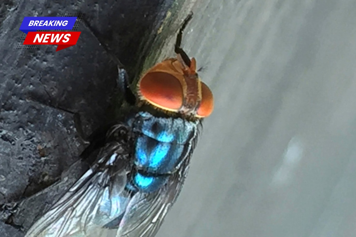 I could have died Metairie veteran survives flea-borne typhus as state cases increase