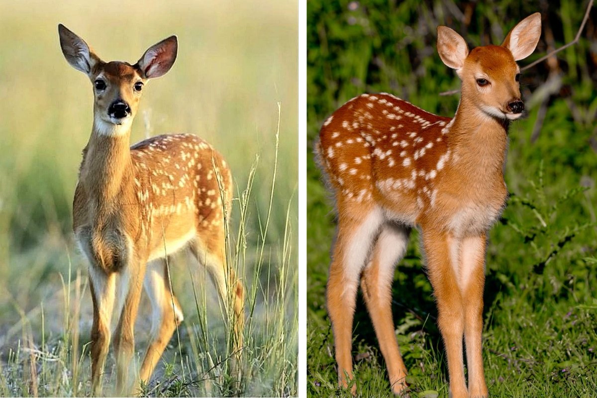 Is It Legal to Feed Deer in Tennessee What You Need to Know