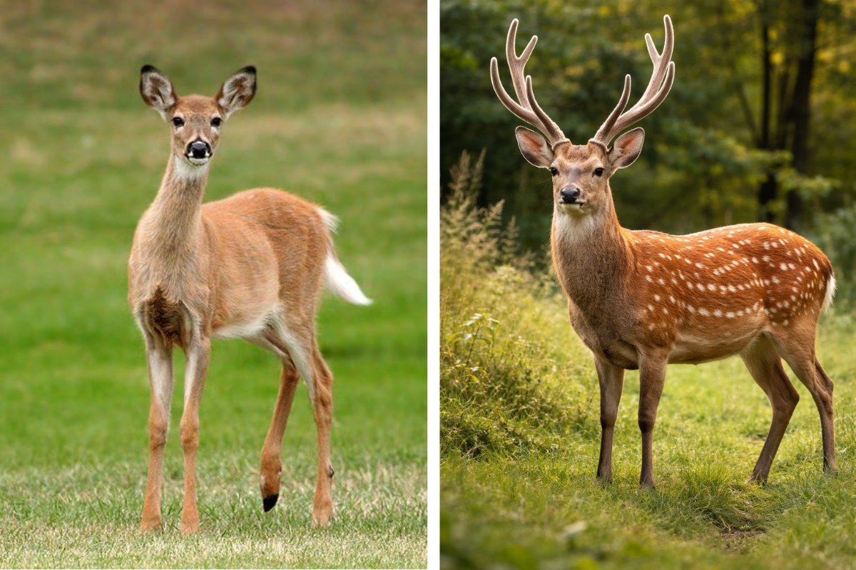 Is It Legal to Feed Deer in Texas What You Need to Know