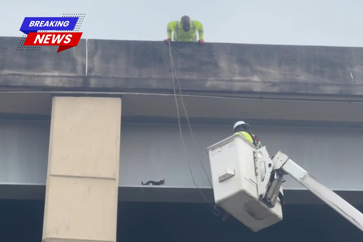 Kitten rescues from ledge on Crescent City Connection